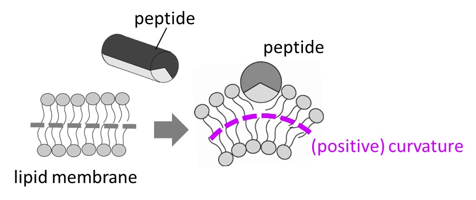 insertion-curvature: 